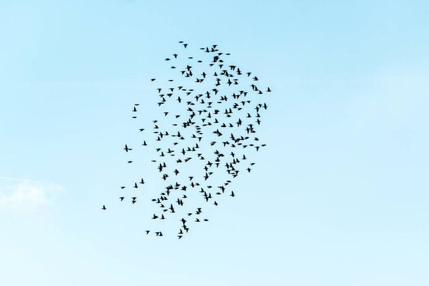 muitos pássaros voando no rebanho, céu azul com uma única nuvem branca
 - Foto, Imagem