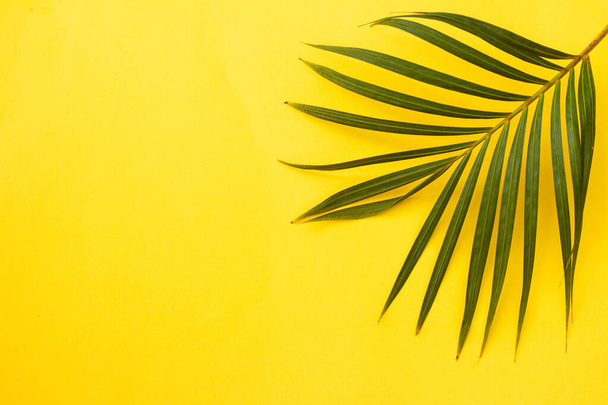 Palmblatt auf gelbem Hintergrund - Foto, Bild