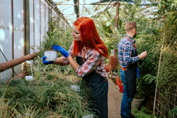 Belle dame jardinière rousse et son collègue homme travaillant ensemble dans une grande serre ils analysent l'état des plantes décoratives
 - Photo, image