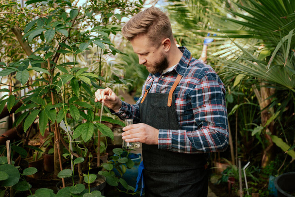 Closeup charismatic guy agricultural scientist dropped some vitamins over a decorative plants in a large greenhouse he working very concentrated - 写真・画像