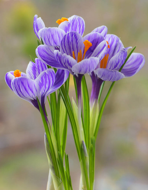 Crocus Primavera Flores no fundo da natureza
 - Foto, Imagem