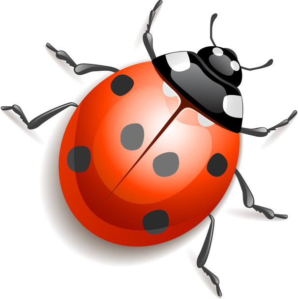 Ladybird - Vector, afbeelding