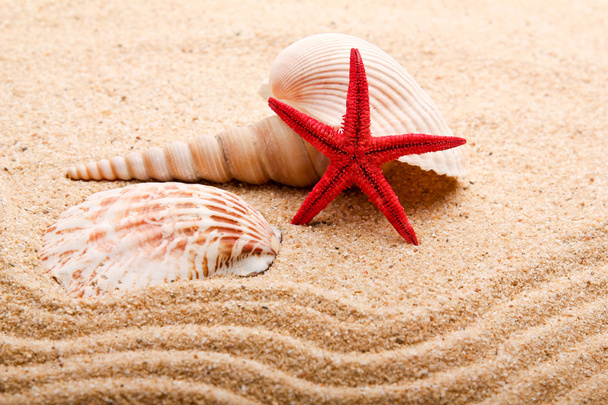 Exotic sea shell - Foto, afbeelding