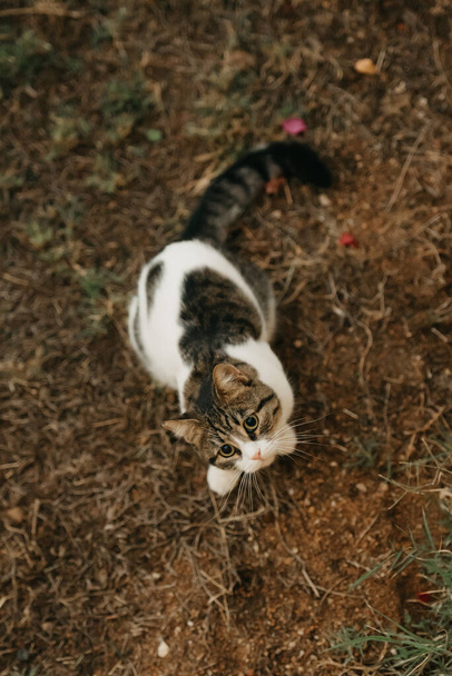 Un lindo gatito con la oreja roída sentado en el suelo y mirando hacia arriba
 - Foto, Imagen