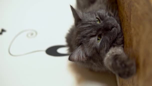 Maine Mosómedve macska közelkép. A szürke macska a szekrényen fekszik. Függőleges videó. - Felvétel, videó