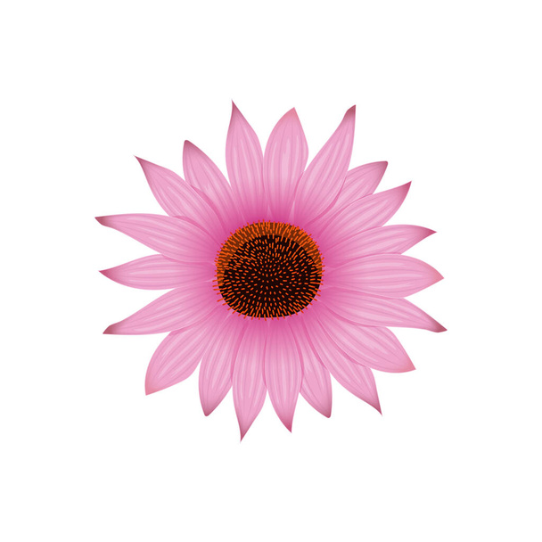 Echinacea flower head and petals, hedgehog coneflower hand drawn botanical illustration isolated on white. For prints cosmetics, hygiene, design, healthcare, folk medicine, sanitation - Vektor, Bild