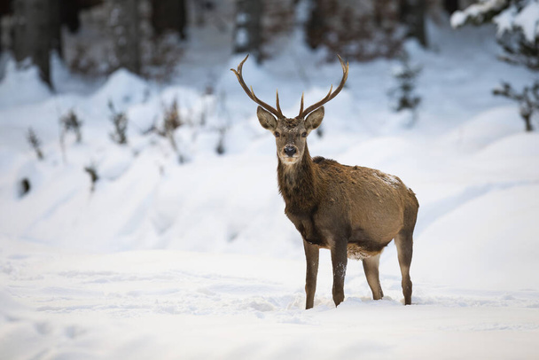 Majestuoso macho de ciervo rojo de pie en medio de un bosque nevado
 - Foto, imagen