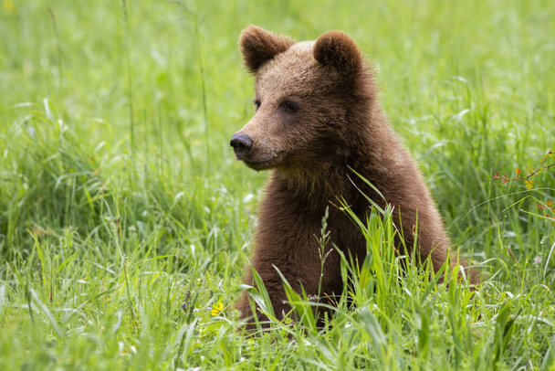 Liebenswertes Braunbärenjunges sitzt im Frühling in der Natur mit grün verschwommenem Hintergrund. - Foto, Bild