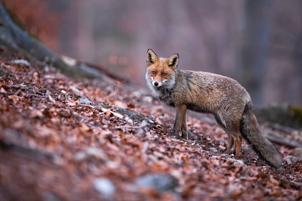 Червона лисиця з красивим довгим пухнастим хвостом позує в автономній природі
 - Фото, зображення
