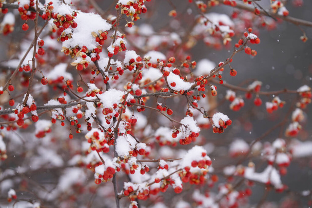 Rowan ve kışın kar. - Fotoğraf, Görsel