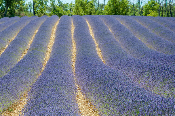 南フランスのプロヴァンスでラベンダーの栽培。ヴァレンソール高原の夏の香り - 写真・画像