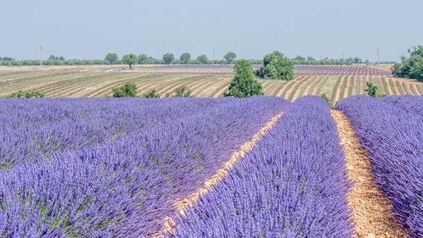 cultivo de flores de lavanda en la Provenza en el sur de Francia. aroma de verano en la meseta de Valensole
 - Foto, Imagen