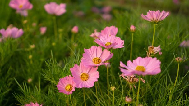 Bonitos pétalos rosados de flores Cosmos florecen sobre hojas verdes y pequeños brotes en una feild del parque, sobre fondo borroso
  - Foto, imagen