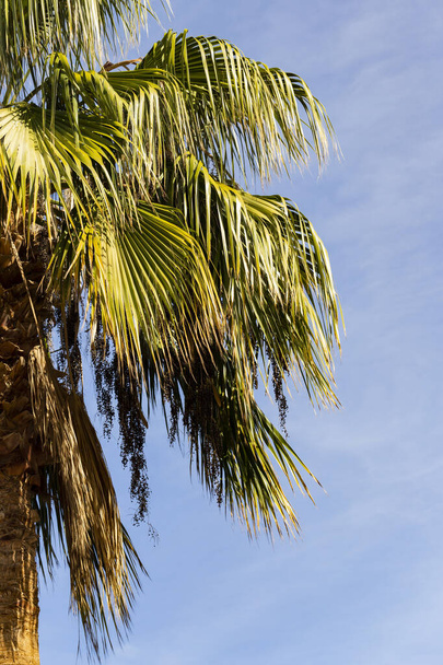 Washingtonia robusta, le palmier à éventail mexicain. Paysage avec plantes tropicales annuelles
. - Photo, image