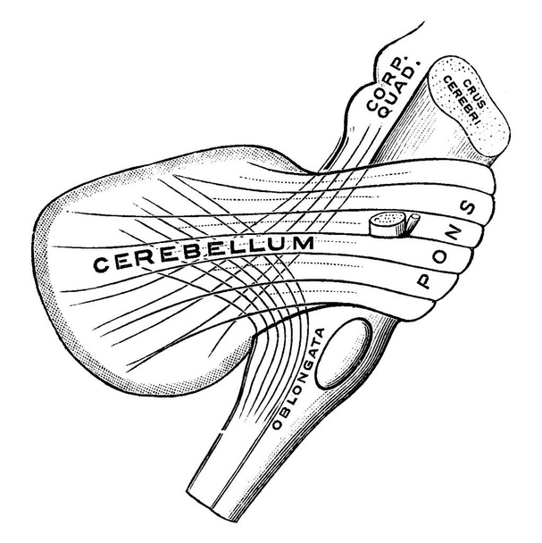 De Pedooms van het Cerebellum zijn het deel van het middenbrein dat de rest van de hersenstam verbindt met de thalami en daarmee de cerebrum, vintage lijntekening of gravure illustratie. - Vector, afbeelding