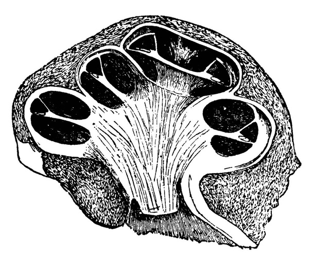 Ein Schnitt durch die Hörschnecke in der Linie ihrer Achse zeigt die drei verschiedenen Bildgrößen in der Hörschnecke des Ohrs darin, das menschliche Sinnessystem in allen drei Bildern, Vintage-Linienzeichnung oder Gravur.  - Vektor, Bild
