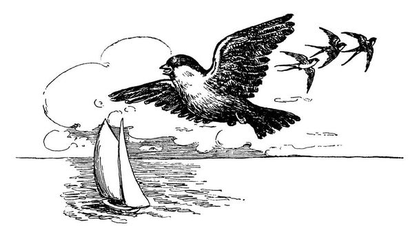 Воробей - маленькая поющая птица в семье Passeridae, рисунок винтажной линии или гравировка
. - Вектор,изображение