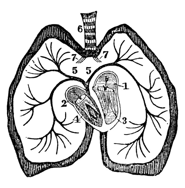 A diagram of the heart. Labels: 1. Left auricle; 2, Right auricle; 3, Left ventricle; 4, Right ventricle; 5, Right and left pulmonary veins; 6, Trachea, vintage line drawing or engraving illustration. - Vektör, Görsel