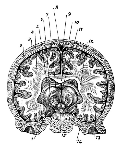Das Gehirn ist das wichtigste Organ der lebenden Organismen, einschließlich Wirbeltieren und wirbellosen Tieren. Es wird auch als Hauptteil des Nervensystems betrachtet, als Vintage-Linienzeichnung oder Gravierillustration.. - Vektor, Bild