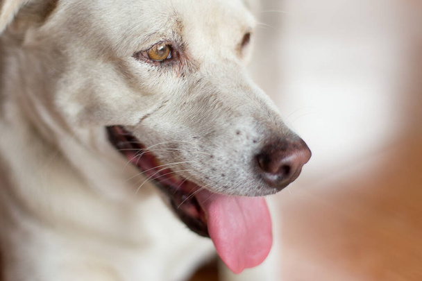 Κοντινό πλάνο του λευκού σκύλου σε θολή φόντο - Φωτογραφία, εικόνα