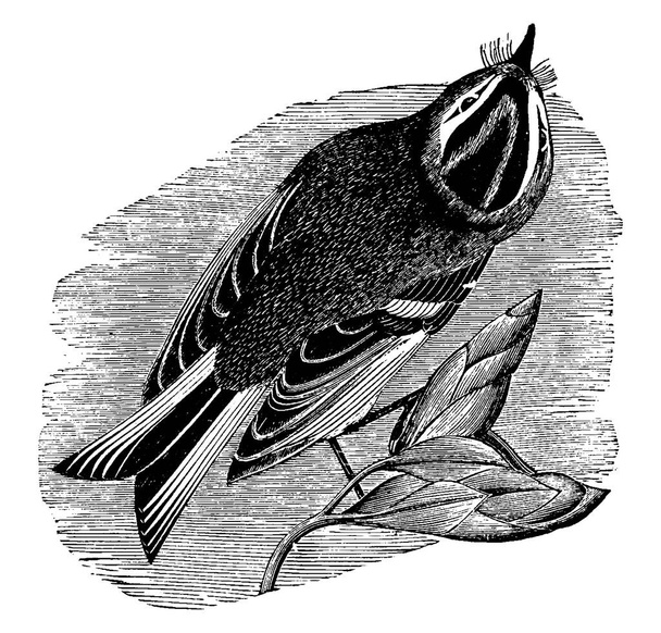 The golden-crested kinglet (Regulus satrapa) is a very small migratory bird in the family Regulidae that lives throughout much of North America, vintage line drawing or engraving illustration. - Vector, Image