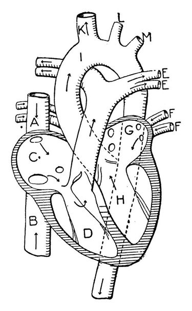 Kalp ve kan damarları: A, B, Superior ve inferior venae cavae; C, sağ auricle; D, sağ ventrikül; E, E, E, pulmoner arter ve dallar; F, F, F, pulmoner damarlar; G, sol auricla; H, sol ventrikül; I, aorta; K, innominate arter; L, sol karotid - Vektör, Görsel