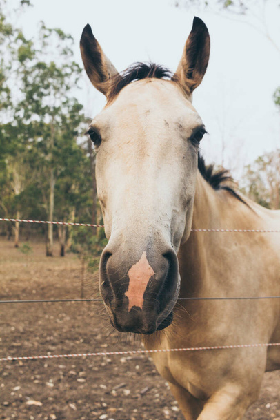Wit paard met lang manen portret in beweging. Spaans paard, Andalusisch - Foto, afbeelding