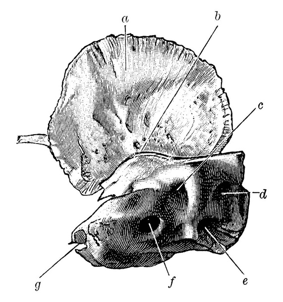 Dit is de structuur van het bot van de schedel gelegen aan beide zijden en de basis van de schedel op het moment van de geboorte, vintage lijn tekening of graveren illustratie. - Vector, afbeelding