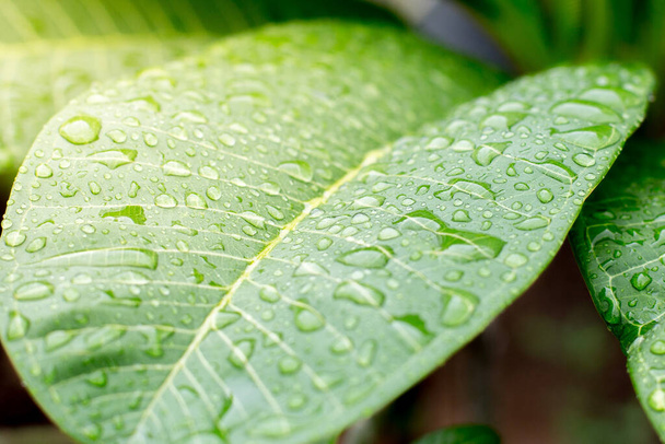 Close-up van dauw op bladeren textuur achtergrond met warm licht - Foto, afbeelding