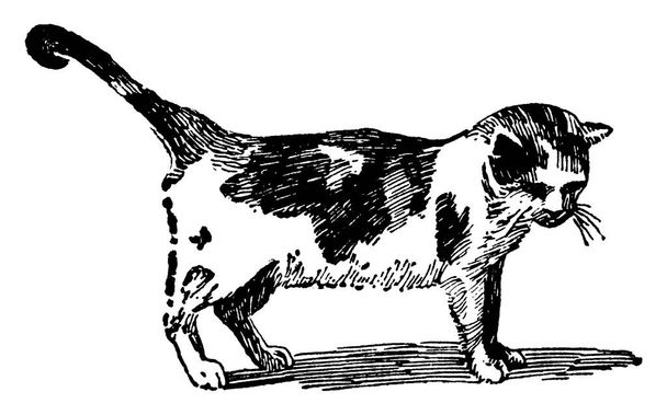 Macska, Felis catus faj, egy kis húsevõ emlõs, az egyetlen háziasított faj a Felidae családban, és gyakran nevezik a háziasított macska, vintage vonal rajz vagy metszet illusztráció. - Vektor, kép