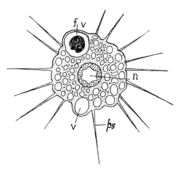 Actinophrys sol (Sun animalcule), a következő címkéjű részekkel: n, nukleusz; f.v., ételvakuol; v, kontraktilis vakuol és ps, pszeudopodium, vintage line rajz vagy metszet illusztráció. - Vektor, kép