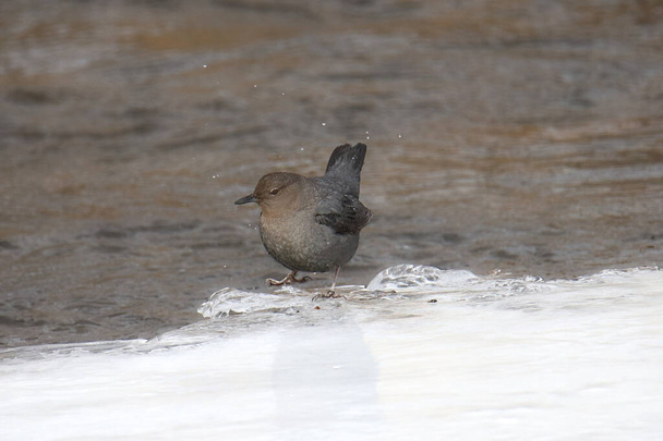 Ouzel (Dipper amerykański) stojący w lodowatym strumieniu (cinclus mexicanus) - Zdjęcie, obraz