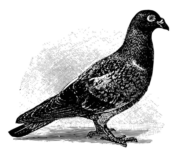 Domestic Pigeon found in nearly all parts of the world, vintage line drawing or engraving illustration. - Vector, Imagen