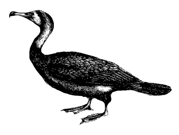 Questa immagine rappresenta rondini di cormorano che predano prima la testa, disegno a linee vintage o illustrazione dell'incisione
. - Vettoriali, immagini