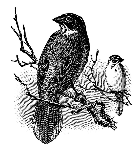 Lark Finch is a North American bird having a long graduated, vintage line drawing or engraving illustration. - Vector, Image