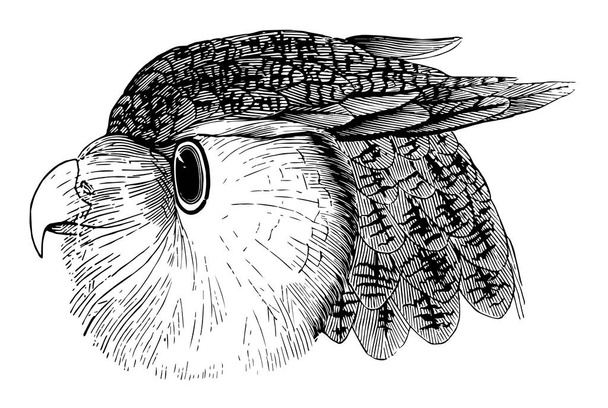 Cabeza de un búho águila tiene ojos grandes para ver por la noche, dibujo de línea vintage o ilustración de grabado
. - Vector, Imagen