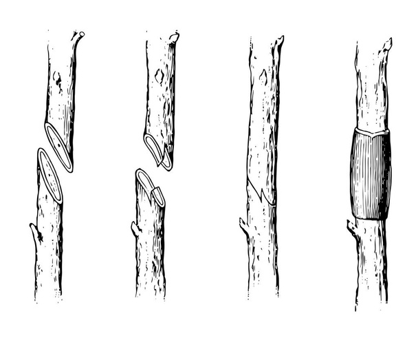 Cette illustration représente la greffe qui est une technique horticole par laquelle les tissus des plantes sont joints afin de poursuivre leur croissance ensemble, dessin de ligne vintage ou illustration de gravure
. - Vecteur, image