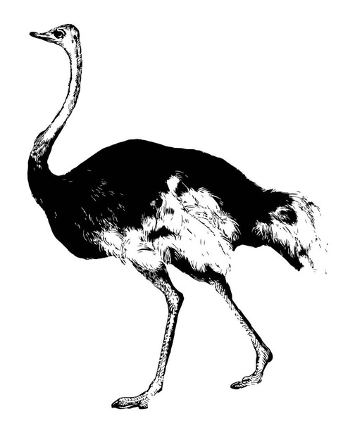 Avestruz puede correr rápidamente con sus alas extendidas, dibujo de línea vintage o ilustración de grabado
. - Vector, imagen
