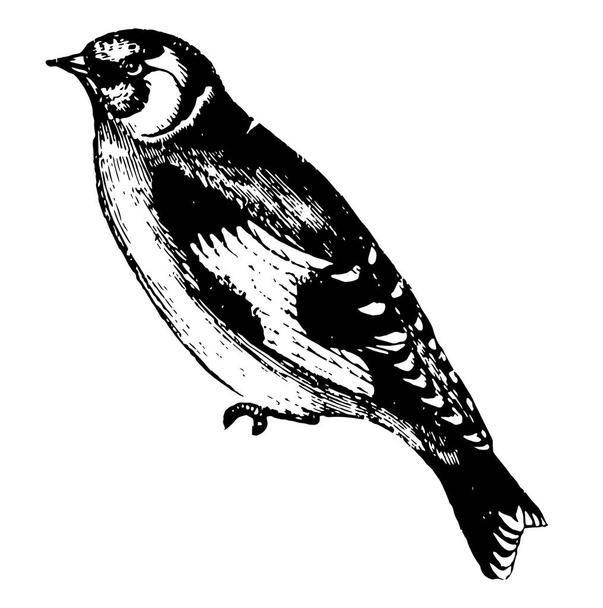 Goldfinch is exceedingly docile, vintage line drawing or engraving illustration. - Vector, imagen