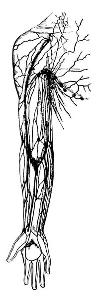 Ta ilustracja przedstawia limfatycznych i Lympatic węzłów chłonnych pachy i ramię, vintage rysowania linii lub Grawerowanie ilustracja. - Wektor, obraz