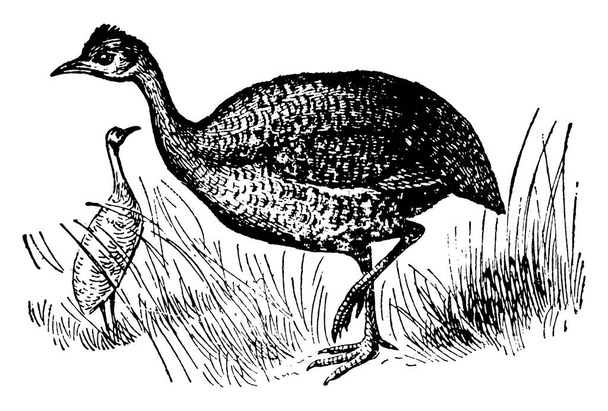 Tinamou est le nom donné à un genre et une famille d'oiseaux se produisant en Amérique du Sud, dessin à la ligne vintage ou illustration de gravure
. - Vecteur, image