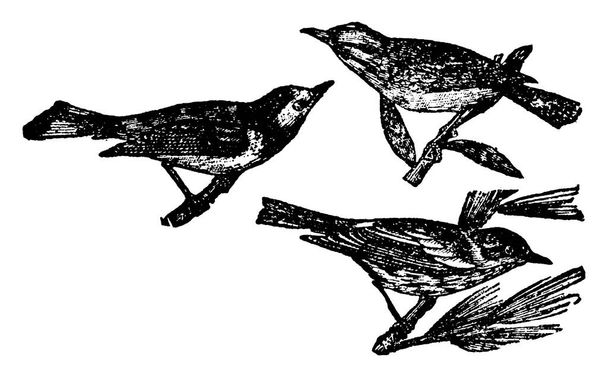 Соловьи семейство пернатых птиц, рисунок винтажных линий или гравировка иллюстрации
. - Вектор,изображение