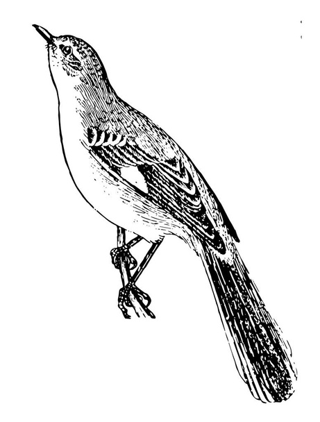Mockingbird é um pássaro cantando da família thrush intimamente relacionado com o pássaro-gato, desenho de linha vintage ou gravura ilustração
. - Vetor, Imagem
