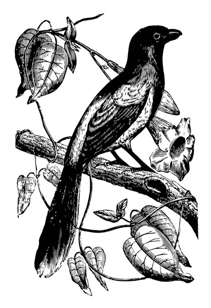 Magpie Shrike encontrado na Guiana e no Brasil, desenho de linha vintage ou gravura ilustração
. - Vetor, Imagem