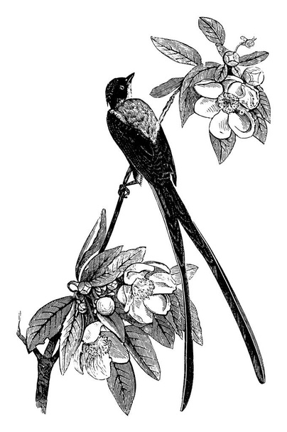 Savannah Flycatcher si distingue per la coda lunga e biforcuta, il disegno a linee vintage o l'illustrazione dell'incisione
. - Vettoriali, immagini