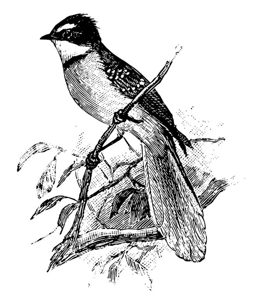 Fan Tailed Flycatcher with a large fan like tail, vintage line drawing or engraving illustration. - Vetor, Imagem