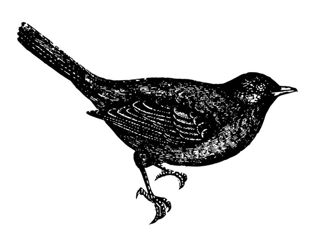 Blackbird is shy and artful by nature, vintage line drawing or engraving illustration. - Vektor, obrázek