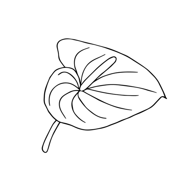 Doodle flower. Ručně kreslené džungle květina anthurium na bílém pozadí. Dekorativní vektorový exotický tropický prvek pro pozvánky, textil, potisk a design. - Vektor, obrázek