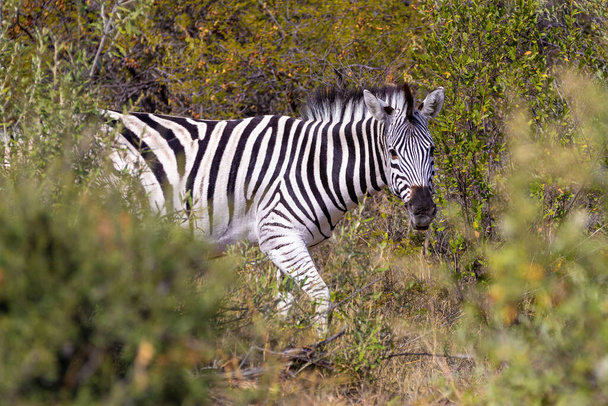 Gyönyörű meztelen Zebra fejét az afrikai bokorban. Khama Rhino Sanctuary foglalás, Botswana szafari vadon élő állatok. Vadon élő állatok a természetben élőhely. Ez Afrika. - Fotó, kép