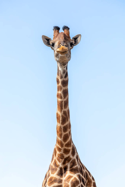 Jihoafrická žirafa, roztomilý portrét divokého zvířete, svatyně nosorožců Khama, Botswana safari - Fotografie, Obrázek